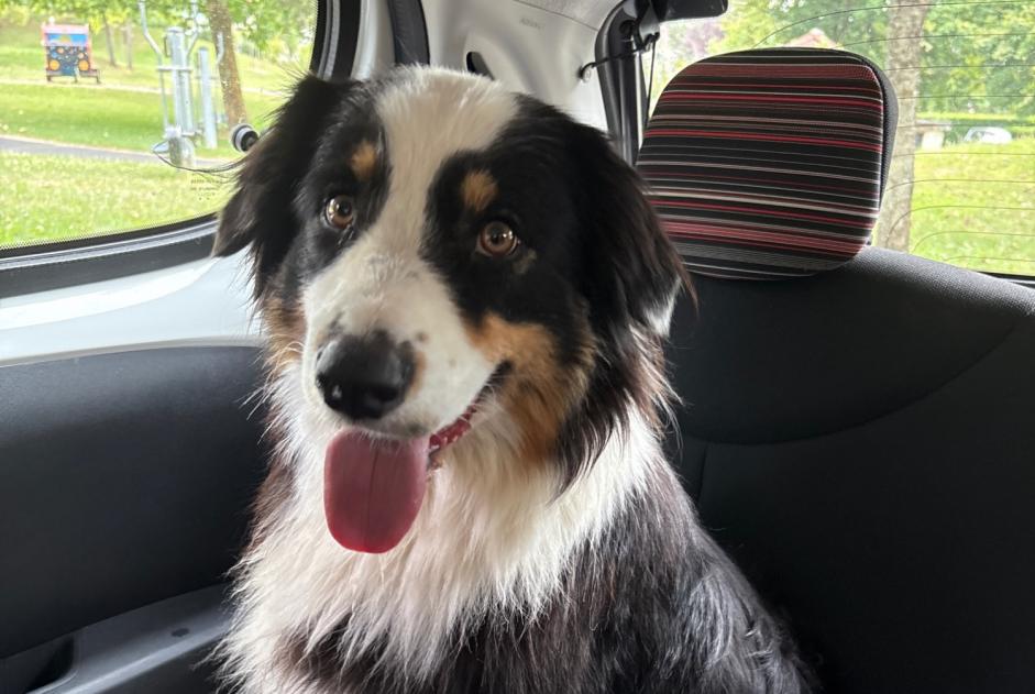 Fundmeldung Hund Weiblich Étupes Frankreich Fundmeldung Hund Weiblich Étupes Frankreich