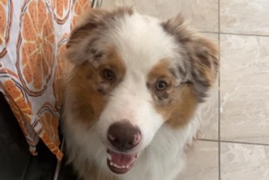 Verdwijningsalarm Hond Mannetje , 1 jaar Montfaucon Frankrijk Verdwijningsalarm Hond Mannetje , 1 jaar Montfaucon Frankrijk